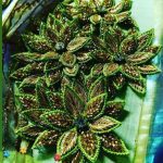 جواهردوزی و منجوق و سنگ دوزی و طراح لباس ،تهران، لویزان