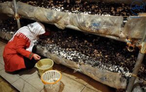 کسب‌و‌کار خانگی